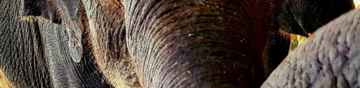 PHUKET BAGNO CON GLI ELEFANTI