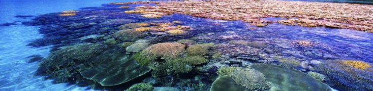 MIGLIOR TOUR CORAL ISLAND